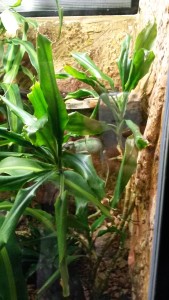 Chamäleon im Reptielienpark