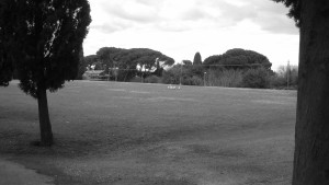 Wiese bei San Callisto