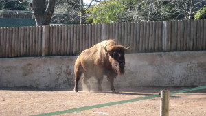 Bison im Bioparco
